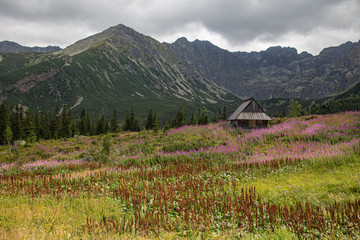 A mountain sheep shepard shed in the Tatra mountains surrounded by high peaks and blooming rosebay willowherb