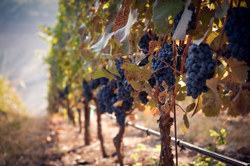 Row of red wine grapes in a southern Oregon vineyard - obrazy, fototapety, plakaty