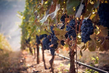 Crédence de cuisine en verre imprimé Vignoble Row of red wine grapes in a southern Oregon vineyard