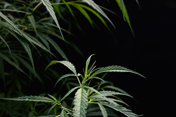 Cannabis tree isolated on black background, Marijuana plant