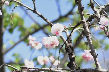 Prunus persica (Hana peach) is a rose-family deciduous shrub, with a flower color red, pink, and white.