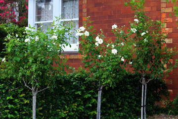 Staked rose bushes in the front garden of a red brick house