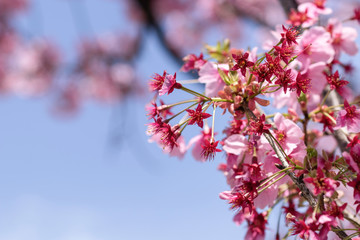 春、咲き始めた桜の花