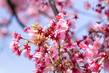 春、咲き始めた桜の花