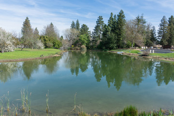 Fototapeta na wymiar Reflections On A Pond
