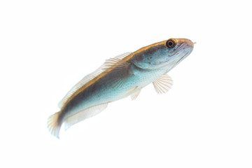 Channa fish isolated on white background