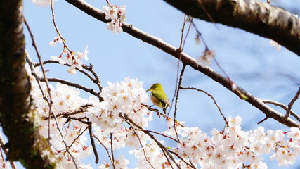 メジロとさくら