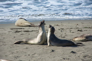 Fototapeta premium Elephant Seals Fighting