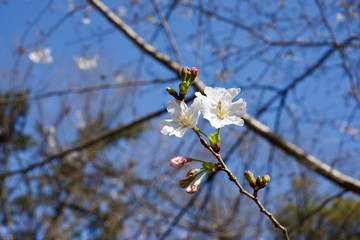 靖国神社の桜