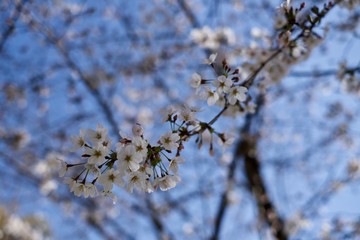 靖国神社の桜