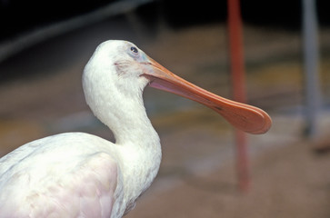 Spoonbill, endangered species, at the Sunken Gardens, Florida's foremost botanical gardens, St. Petersburg, Florida