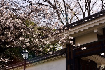 北桔橋門と桜