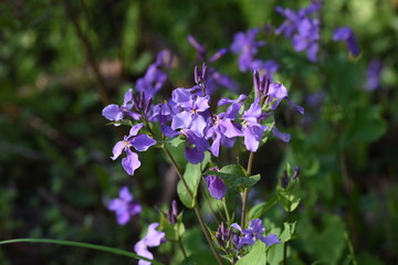Dame's rocket( Hesperis matronalis) is a perennial with purple flowers in spring.