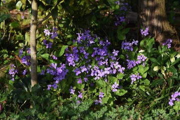 Dame's rocket( Hesperis matronalis) is a perennial with purple flowers in spring.