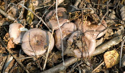 Lactarius trivialis