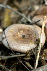 Lactarius trivialis
