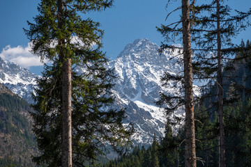 The high Tatras seen from a mountain spruce forest