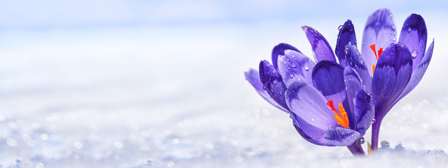 Crocuses - blooming purple flowers making their way from under the snow in early spring, closeup with space for text, background, panorama, banner - Powered by Adobe