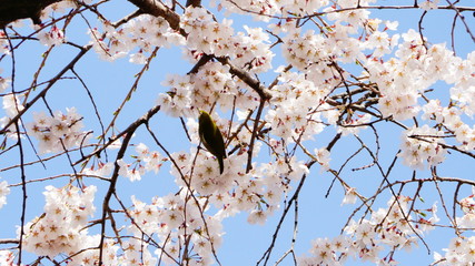 桜とメジロ