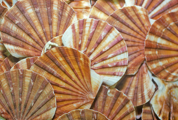 Sea shell patterns at the Shell Factory, Fort Myers, Florida