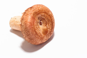 Lactarius torminosus