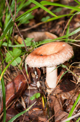 Lactarius torminosus