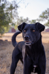 Portrait of a dog standing and looking in a grassy meadow