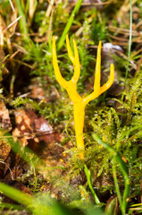 Calocera viscosa