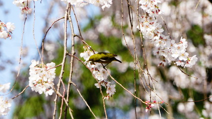 桜とメジロ