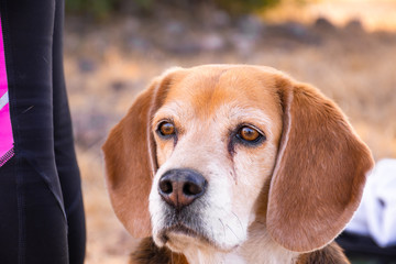 Portrait of an adorable beagle dog looking forward outdoors