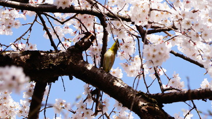 桜とメジロ