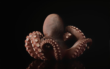 octopus tentacle animal seafood raw © sko