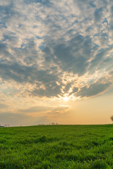 Fototapeta premium sunset over green field