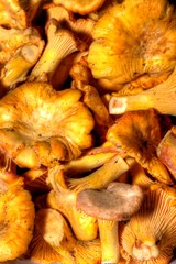 Cantharellus cibarius