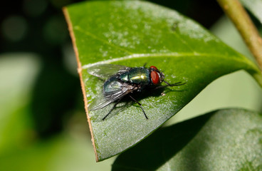 Greenbottle insect on leaf
