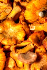 Cantharellus cibarius