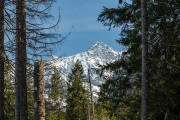 A snowy peak of the Tatras seen from among spruce trees in the early spring