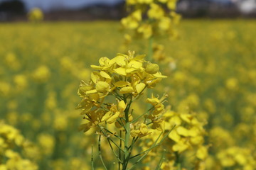 菜の花