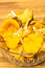 Cantharellus cibarius