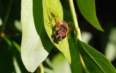 Hover fly basking on a leaf