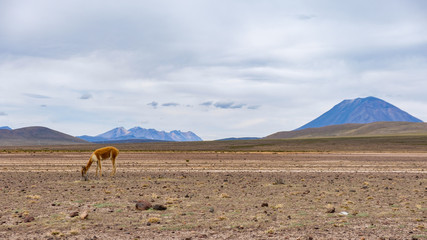 Vicuna in the mountains