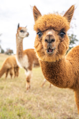 portrait of alpaca - obrazy, fototapety, plakaty