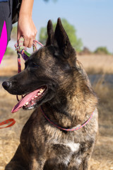Beautiful portrait of a Dutch shepherd dog on a leash outdoor in a field