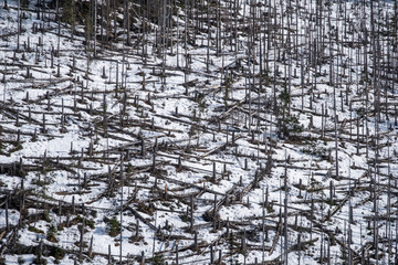Dead and broken spruces on a slope in wild mountains, the area left for a natural regeneration