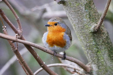 Robin perched on a branch in woodland