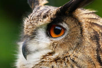 Close up of eurasian eagle-owl eye with soft background