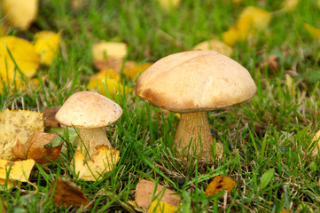 Leccinum scabrum