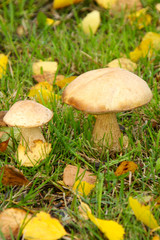 Leccinum scabrum