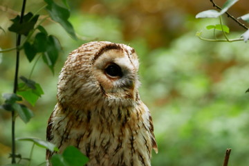 Tawny owl looking out of shot with green foliage