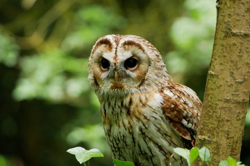 Tawny owl looking towards camera with green foliage in the background